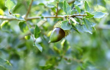 Acorn in his branch. clipart