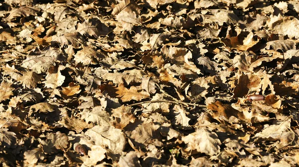 Сухие листья . — стоковое фото