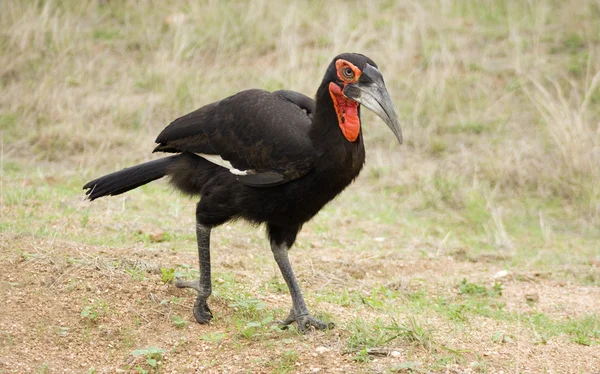 Ground hornbill bird — Stock Photo, Image
