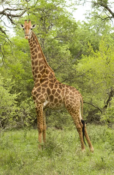 Male giraffe — Stock Photo, Image