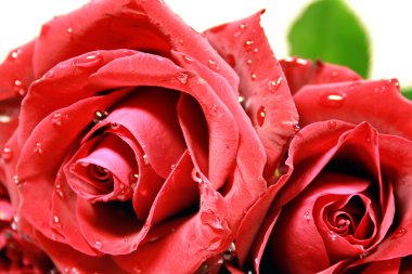 Red roses clipart