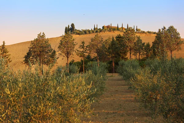 Lansekap Tuscany — Stok Foto