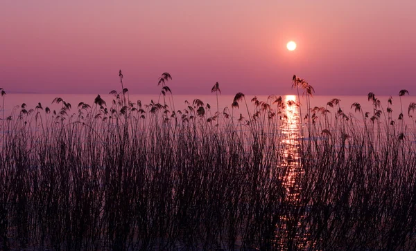 Фіолетовий захід сонця — стокове фото