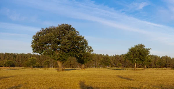 Chestnut trees in field in golden light — Stock Photo, Image