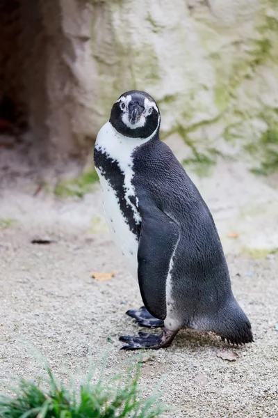 stock image Humboldt penguin