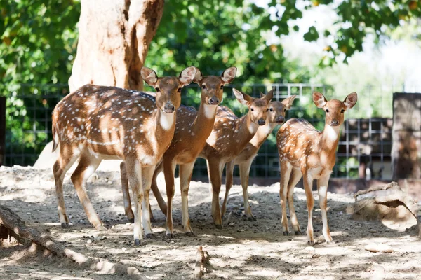 stock image Sika deers