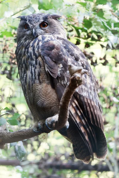 Eurasin Eagle-owl — Stock Photo, Image