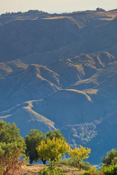 干旱的橄榄山 — 图库照片