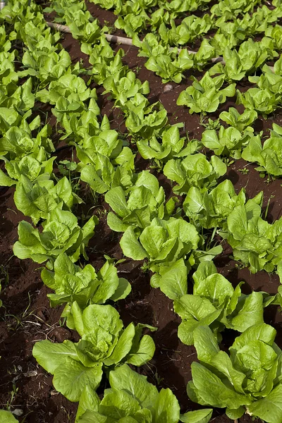Salatfeld — Stockfoto