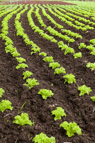 Lettuce field — Stock Photo, Image