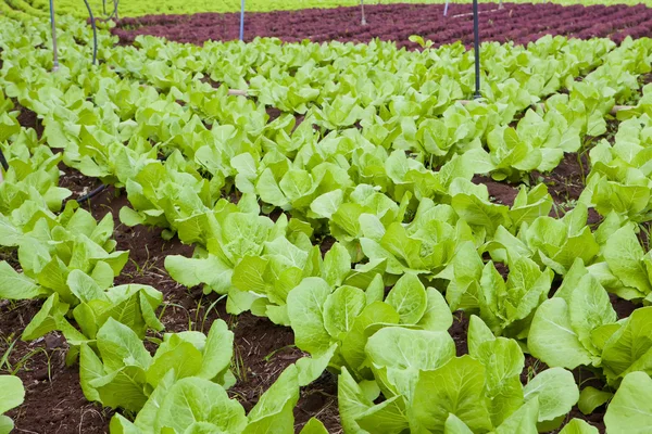 Salatfeld — Stockfoto