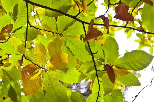 Stock image Forest in autumn