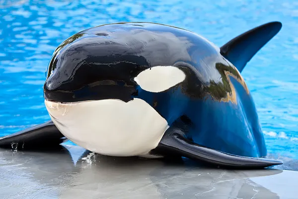 Doden walvis — Stockfoto