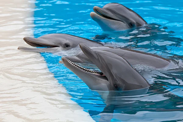 Dolfijnen — Stockfoto