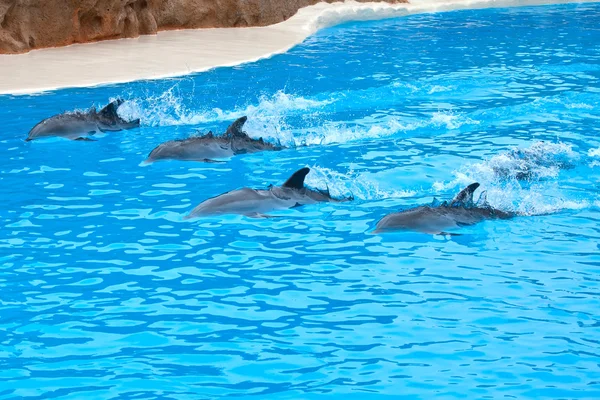 Дельфіни — стокове фото