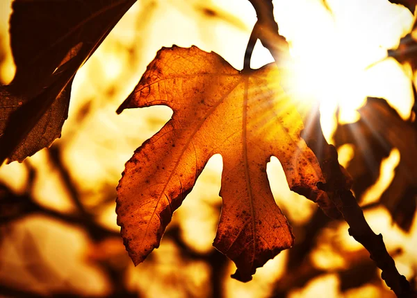 Восени фон — стокове фото