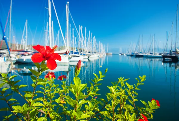 Piros virág a yacht-kikötő, szelektív összpontosít — Stock Fotó
