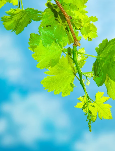 Borde de hojas de uva fresca — Foto de Stock