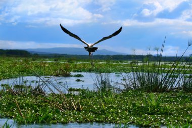 Yellow billed stork up in the sky clipart