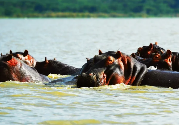 African hippo — Stock Photo, Image