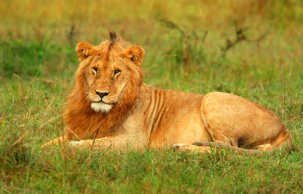 Portrait of young wild african lion — Stock Photo, Image