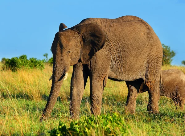 Afrikaanse olifant in het wild — Stockfoto