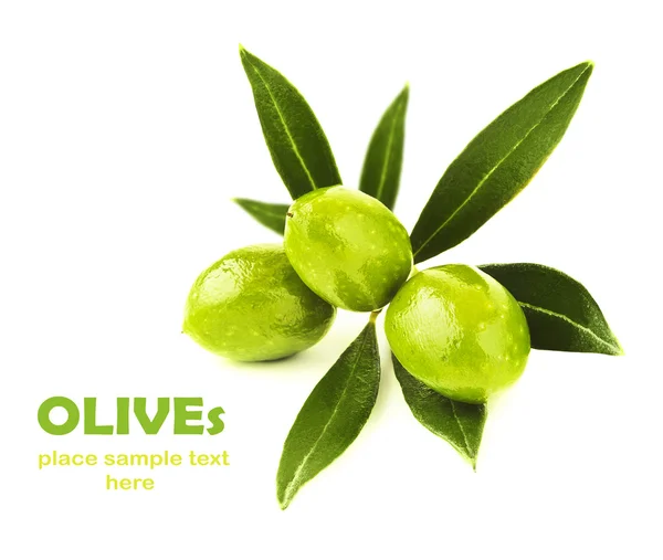 Čerstvé zelené olivy větev — Stock fotografie