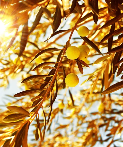Гілка оливкового дерева на теплий осінній захід сонця — стокове фото