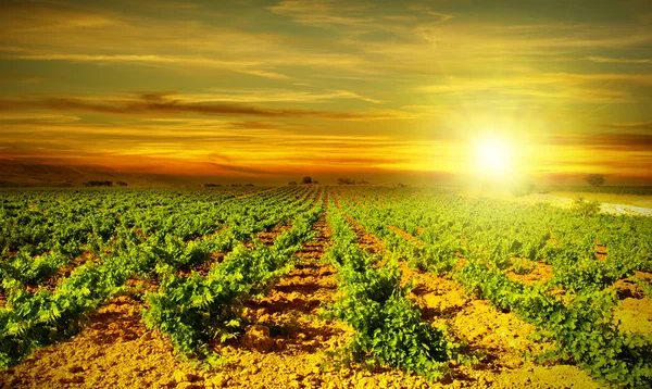 Heldere zonsondergang op wijngaard — Stockfoto