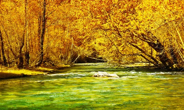 美丽的秋天森林和河流 — 图库照片