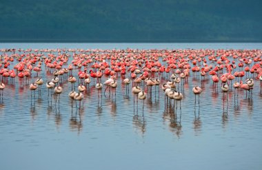 flamingo sürüleri