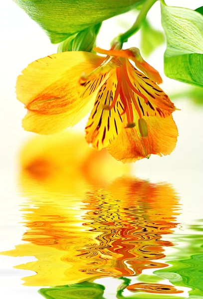 Lírio amarelo fresco — Fotografia de Stock