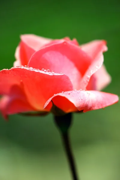 Friss rózsaszín rózsa — Stock Fotó