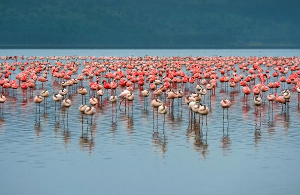 Flockar av flamingo — Stockfoto