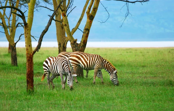 Zebras selvagens — Fotografia de Stock