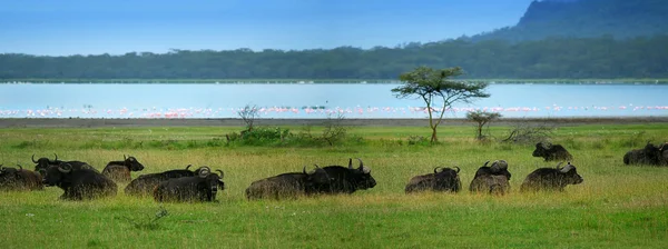 stock image Herd of Buffalos