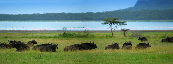 Herd of Buffalos