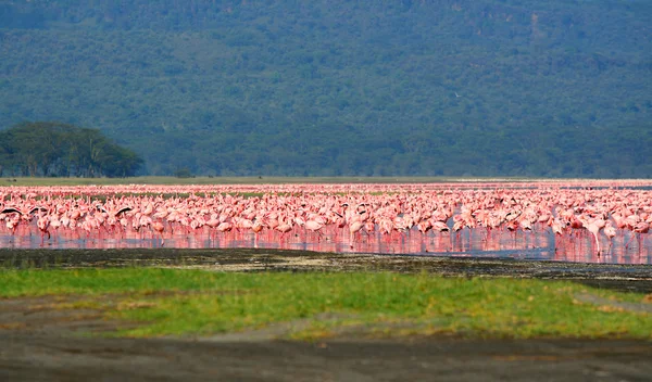 Hejna Flamingo — Stock fotografie