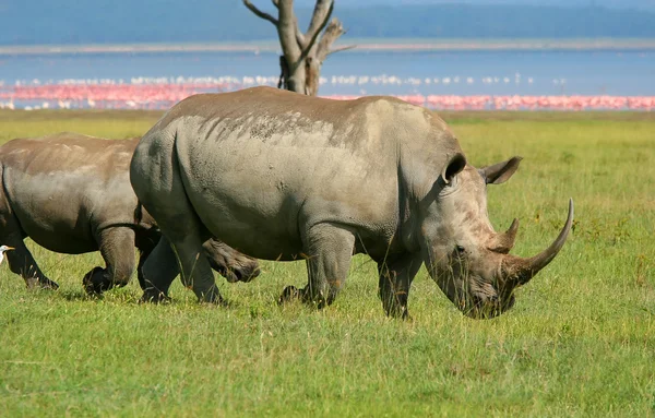 Nosorożec w środowisku naturalnym — Zdjęcie stockowe