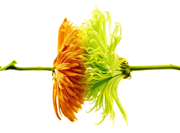 Aster świeże kwiaty — Zdjęcie stockowe