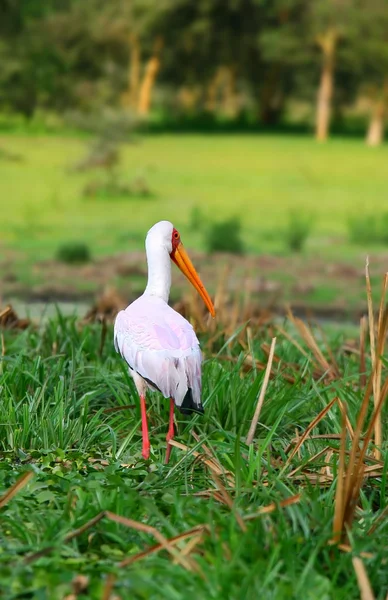 Yellow billed stork — Stock Photo, Image