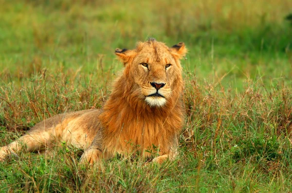 Genç vahşi Afrika aslanı portresi — Stok fotoğraf