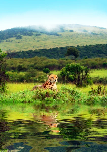 アフリカの野生のチーター — ストック写真
