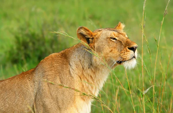 Dzikie lwica Afryki — Zdjęcie stockowe