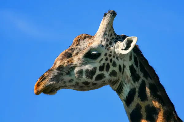 Портрет жирафа — стоковое фото
