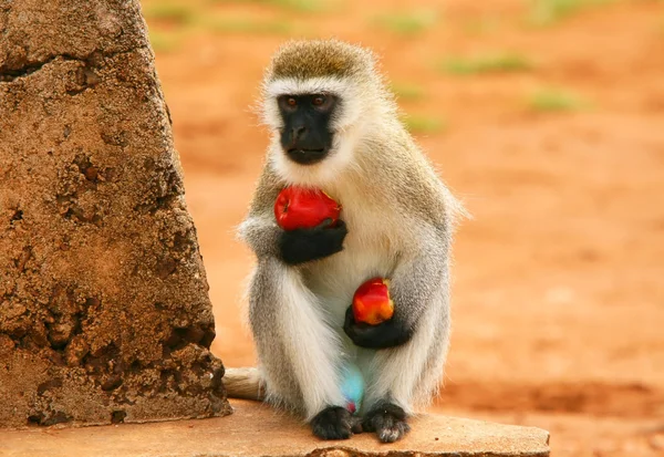 Retrato de macaco faminto selvagem — Fotografia de Stock