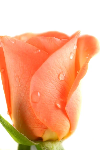 Pink rose és dops, a harmat청진 기를 가진 젊은 의사 남자 — Stock Fotó