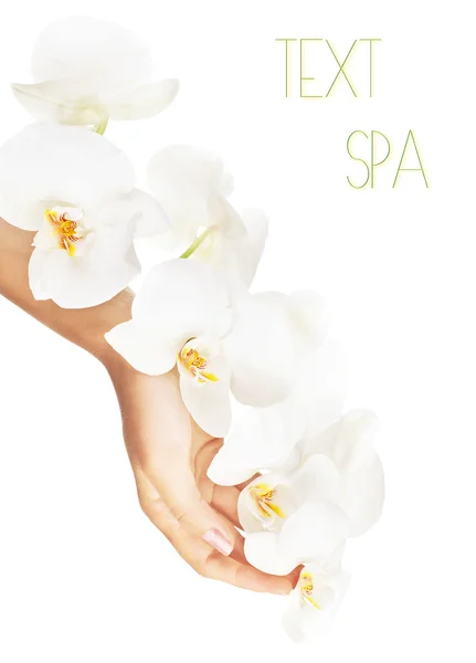 Fresh white orchid in female hands — Stock Photo, Image