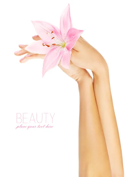 Fresh pink lily in female hands — Stock Photo, Image