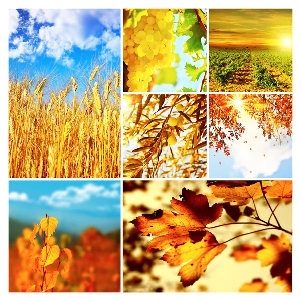 Jesień natura kolaż — Zdjęcie stockowe